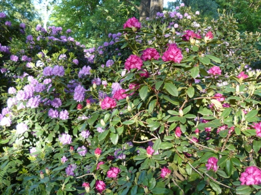 TiergartenRhododendron2